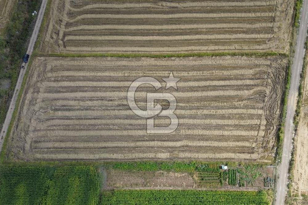 BİGA SAVAŞTEPE KÖYÜNDE 5 DÖNÜM SATILIK ARAZİ
