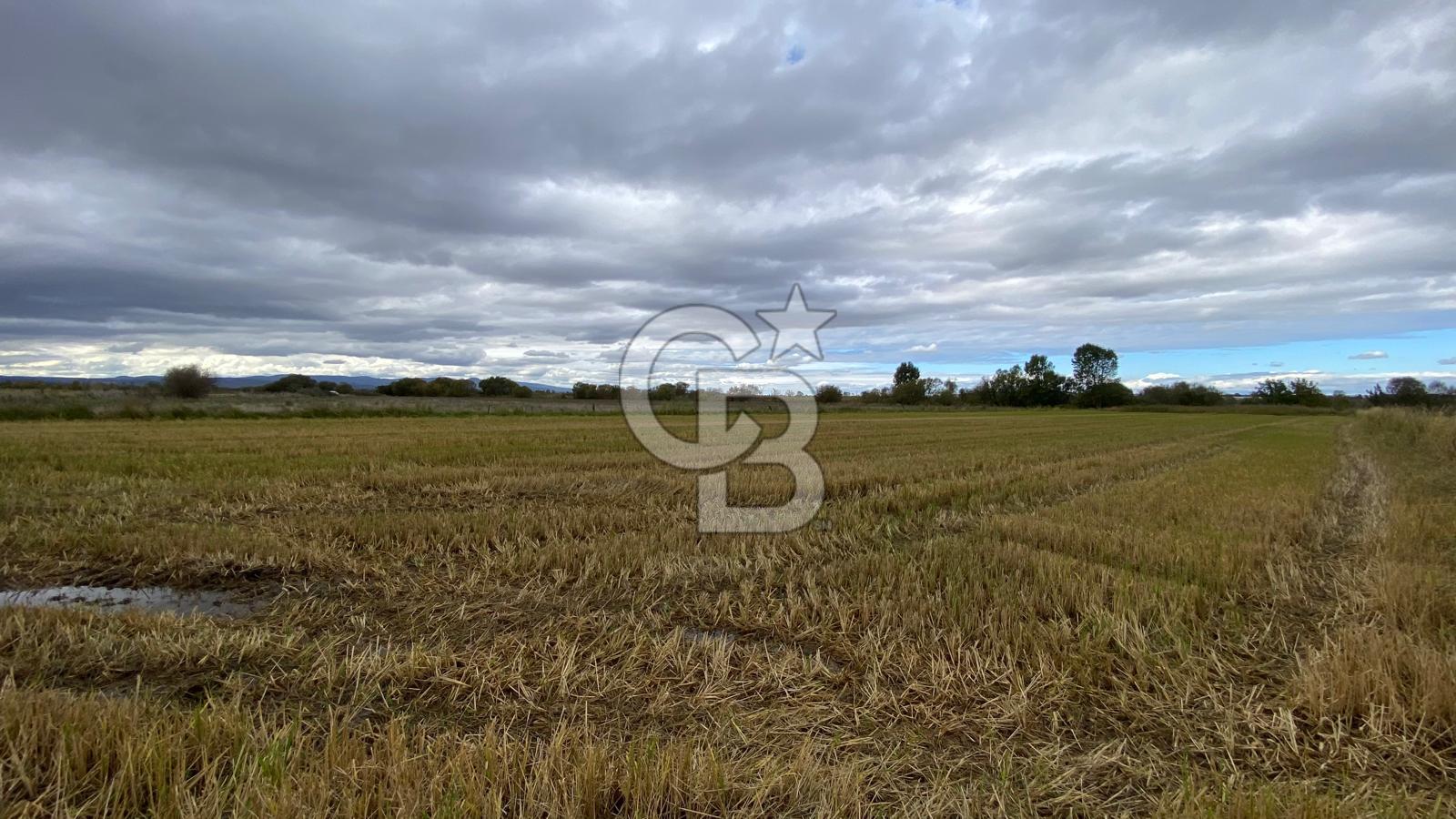 ÇANAKKALE BİGA DOĞANCI KÖYÜNDE TARIMA UYGUN SATILIK ARAZİ