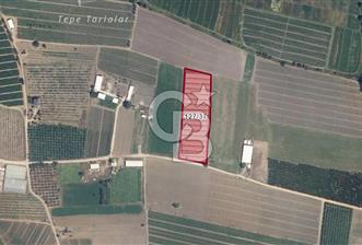 BURSA ORHANGAZİ ÇELTİKÇİ SATILIK TARLA!. 8460M2 YOL SU ELEKTRİK