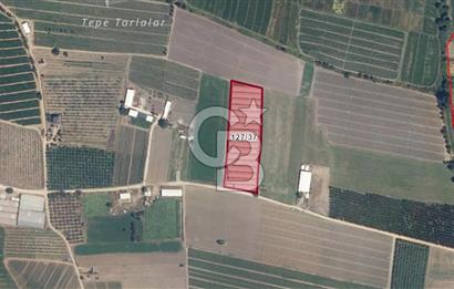 BURSA ORHANGAZİ ÇELTİKÇİ SATILIK TARLA!. 8460M2 YOL SU ELEKTRİK