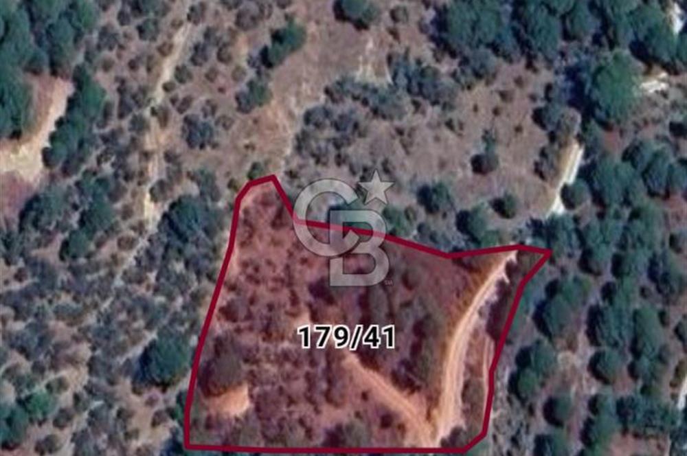 BALIKESİR EDREMİT DOYRAN'DA SATILIK 4162 M2 ZEYTİNLİK