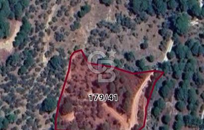 BALIKESİR EDREMİT DOYRAN'DA SATILIK 4162 M2 ZEYTİNLİK