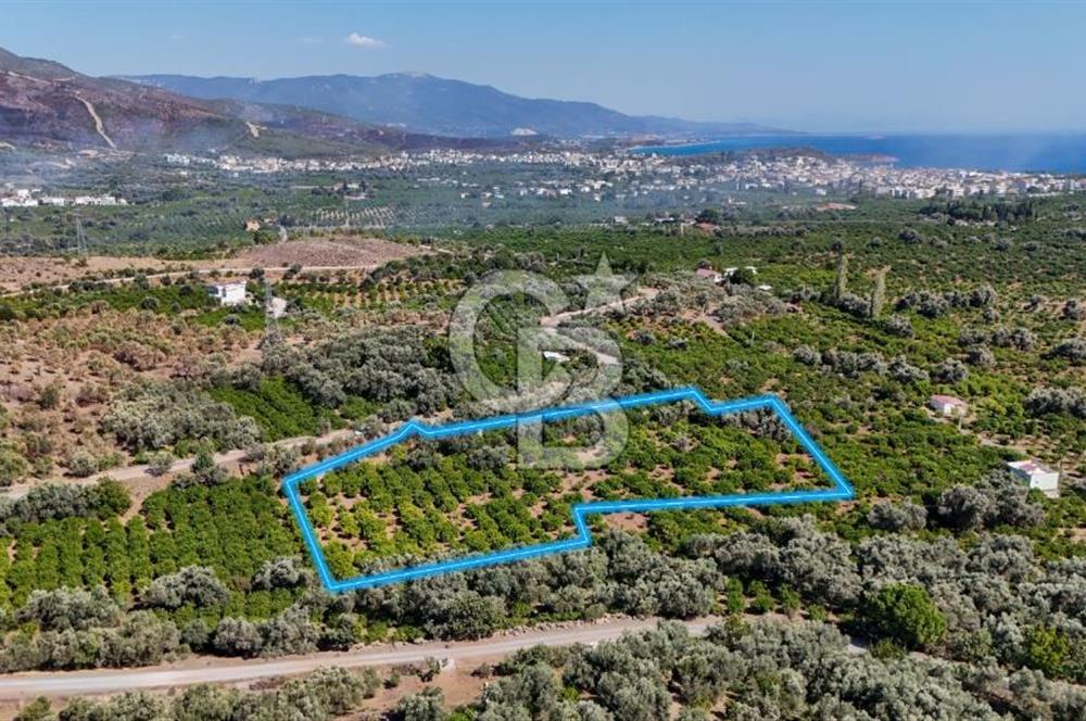 Seferihisar Ürkmez Satılık 8.830 m2 Tarla