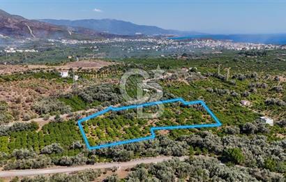 Seferihisar Ürkmez Satılık 8.830 m2 Tarla