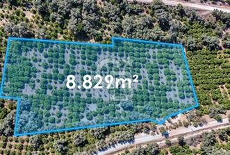 Seferihisar Ürkmez Satılık 8.830 m2 Tarla