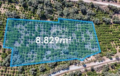 Seferihisar Ürkmez Satılık 8.830 m2 Tarla