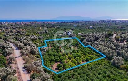 Seferihisar Ürkmez Satılık 8.830 m2 Tarla