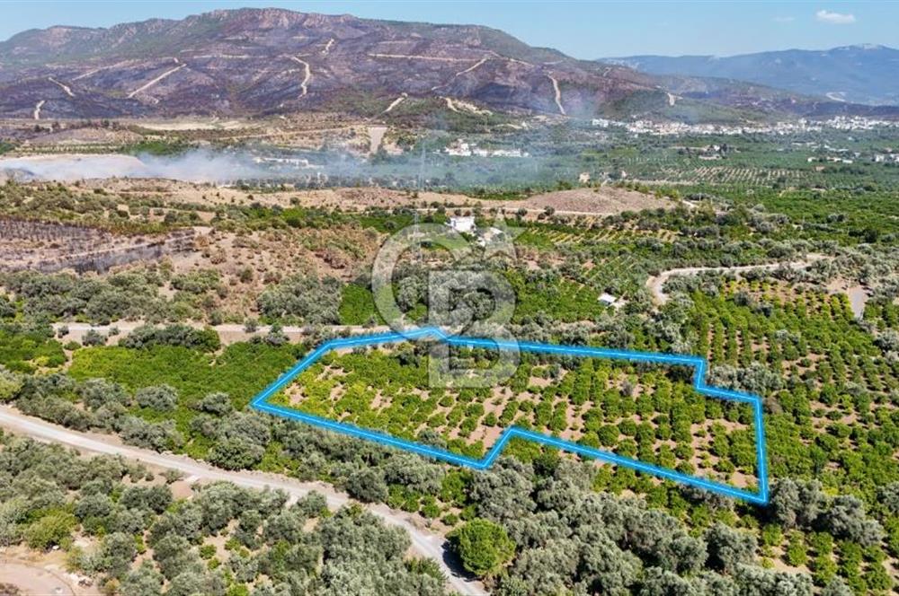 Seferihisar Ürkmez Satılık 8.830 m2 Tarla