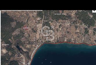 Muğla Akbük mevkiin de satılık zeytinli tarla 1/4 hisse