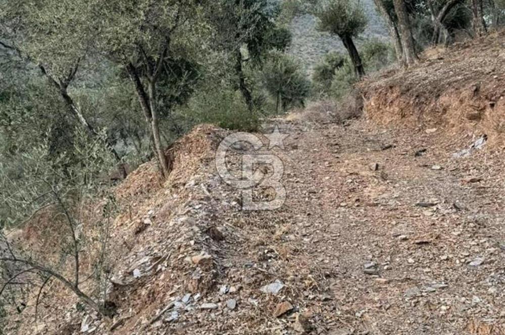 Bayındır / Söğütören'de Satılık Acil 4 Dönüm Muhteşem Zeytinlik