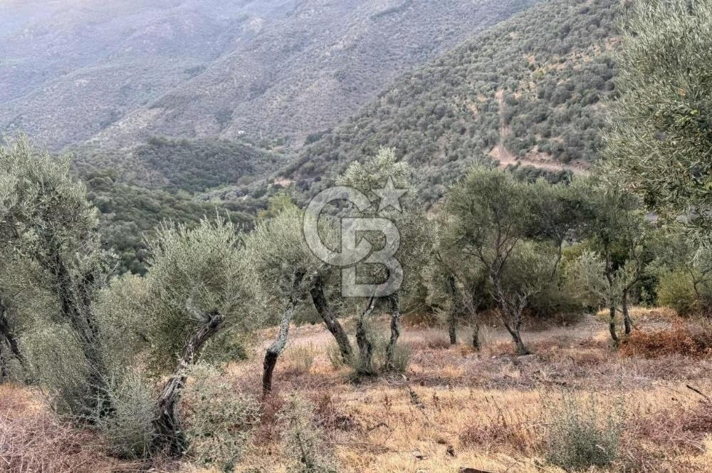 Bayındır / Söğütören'de Satılık Acil 4 Dönüm Muhteşem Zeytinlik