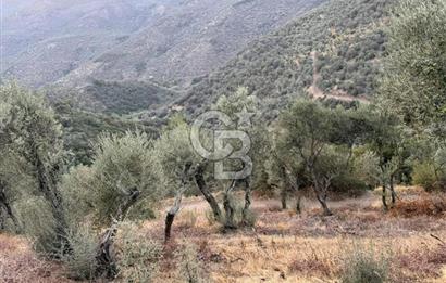 Bayındır / Söğütören'de Satılık Acil 4 Dönüm Muhteşem Zeytinlik
