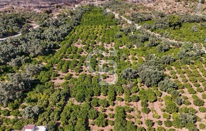 Seferihisar Ürkmez Satılık 8.830 m2 Tarla