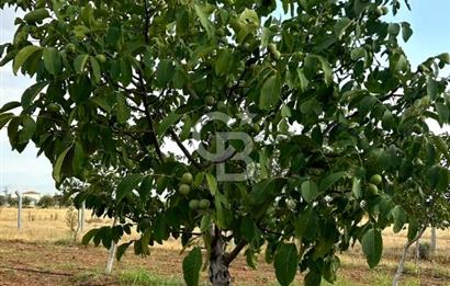 Denizli Tavas Karahisar da Satılık Ceviz Bahçesi
