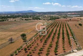 Denizli Tavas Karahisar da Satılık Ceviz Bahçesi