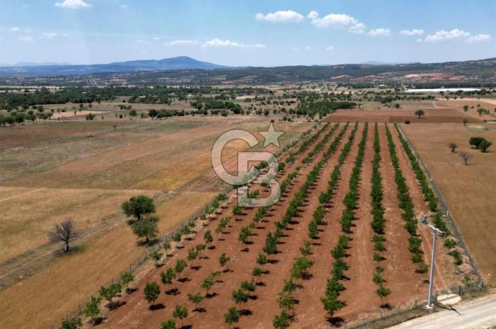 Denizli Tavas Karahisar da Satılık Ceviz Bahçesi