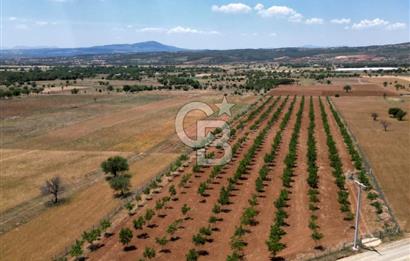 Denizli Tavas Karahisar da Satılık Ceviz Bahçesi