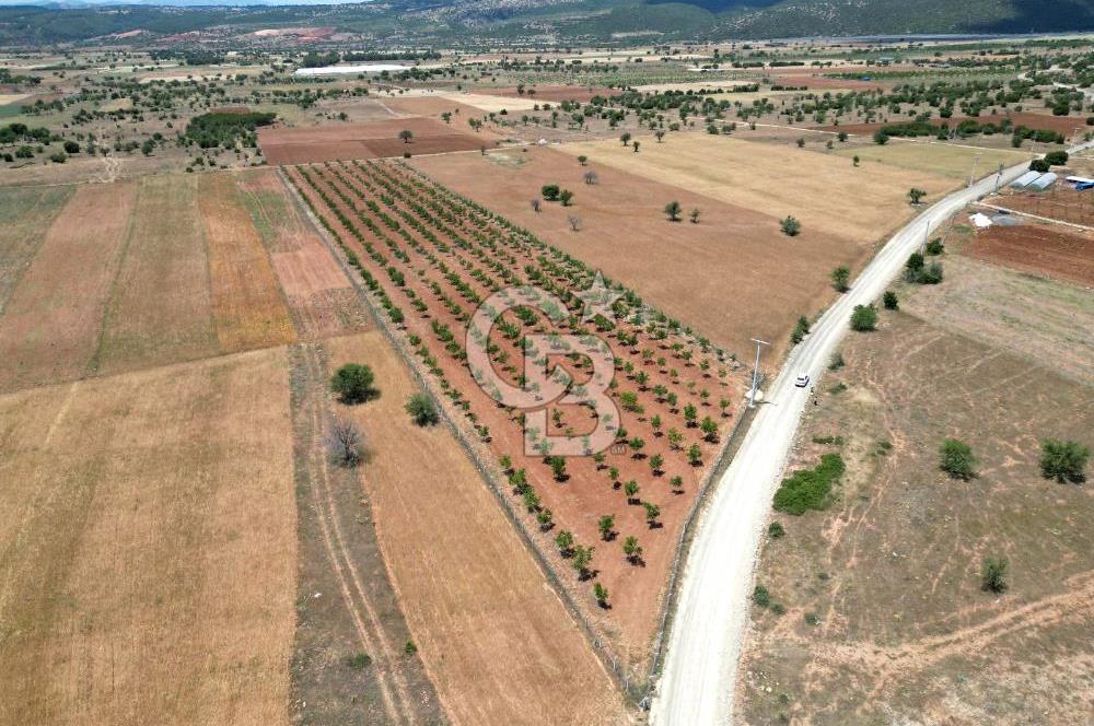 Denizli Tavas Karahisar da Satılık Ceviz Bahçesi