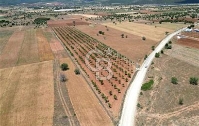 Denizli Tavas Karahisar da Satılık Ceviz Bahçesi
