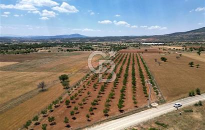 Denizli Tavas Karahisar da Satılık Ceviz Bahçesi