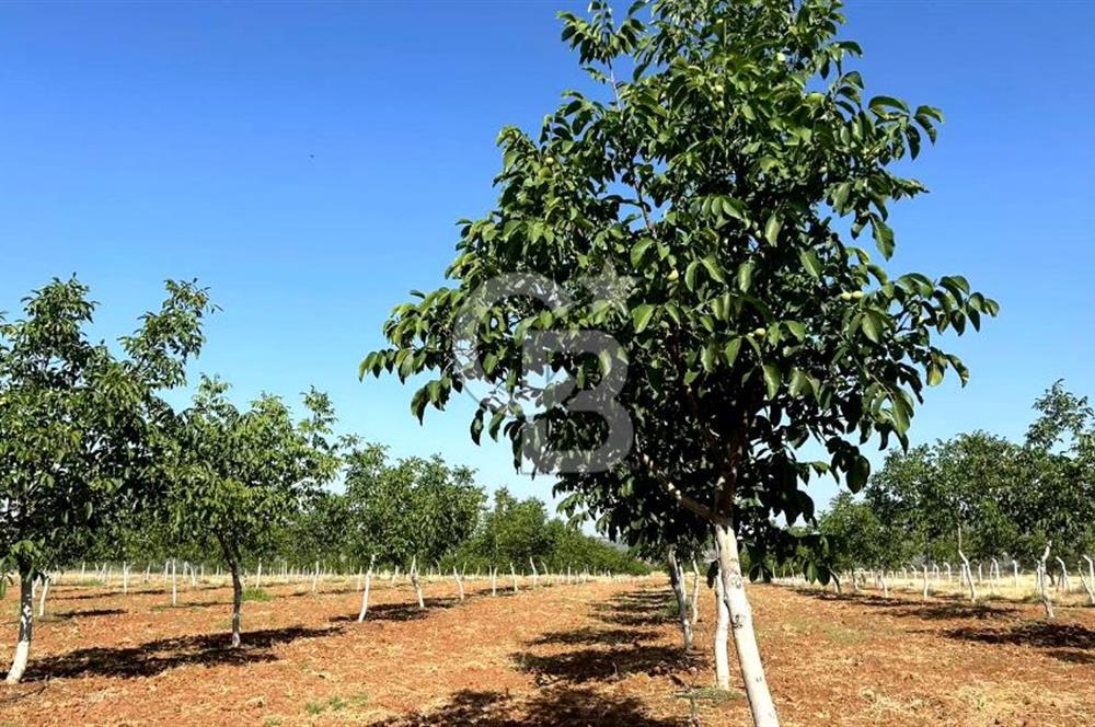 Denizli Tavas Karahisar da Satılık Ceviz Bahçesi