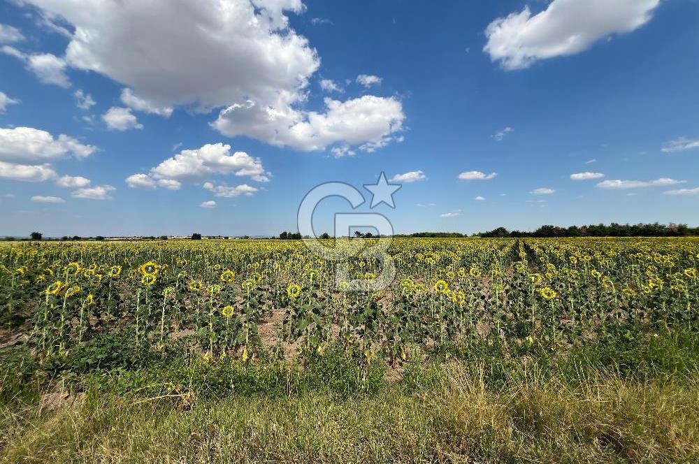 KIRKLARELİ KARACAİBRAHİMDE 5546 m² YOLA 34 M CEPHE SATILIK TARLA