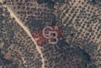 BALIKESİR EDREMİT GÜREDE YOLU BULUNAN SATILIK ZEYTİNLİK