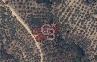 BALIKESİR EDREMİT GÜREDE YOLU BULUNAN SATILIK ZEYTİNLİK