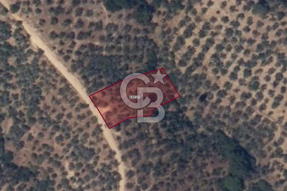BALIKESİR EDREMİT GÜREDE YOLU BULUNAN SATILIK ZEYTİNLİK