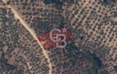 BALIKESİR EDREMİT GÜREDE YOLU BULUNAN SATILIK ZEYTİNLİK
