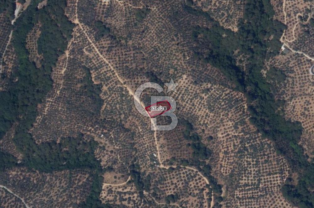 BALIKESİR EDREMİT GÜREDE YOLU BULUNAN SATILIK ZEYTİNLİK