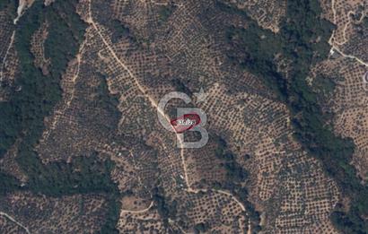 BALIKESİR EDREMİT GÜREDE YOLU BULUNAN SATILIK ZEYTİNLİK