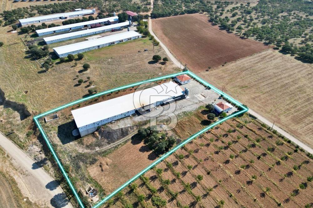 CB OPİA'DAN " ÇALIŞIR DURUMDA FULL OTOMASYON TAVUK ÇİFTLİĞİ "