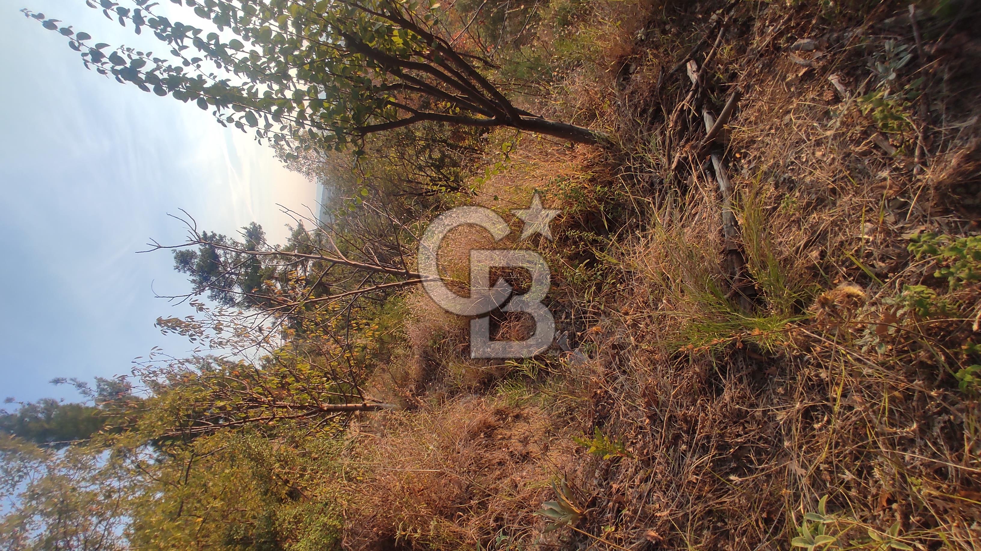 SATILIK DÜZAĞAÇ MH. BAHÇE TEK TAPU