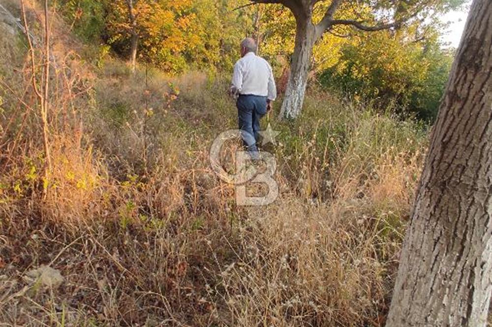 SATILIK DÜZAĞAÇ MH. BAHÇE TEK TAPU