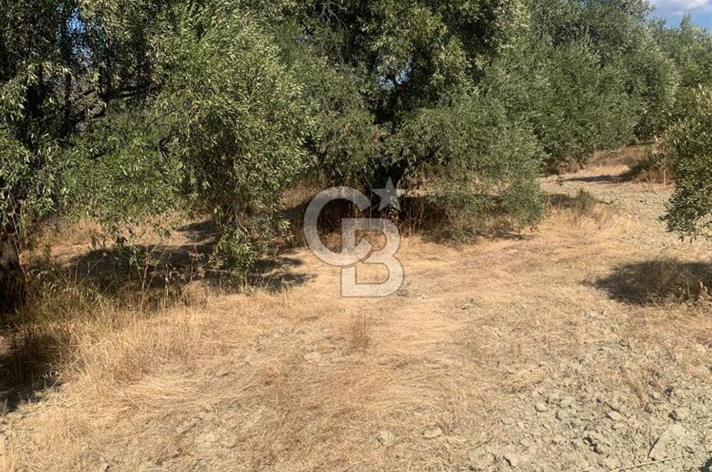AYDIN BOZDOĞAN TAŞKÖPRÜ YOLU ÜZERİNDE 5.371 m2 İMARLI ARSA