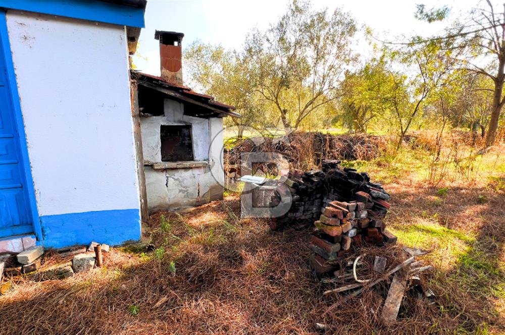 İZMİR BERGAMA'DA İÇERİSİNDE EVİ OLAN ZEYTİNLİK