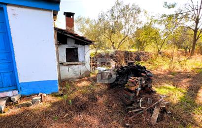İZMİR BERGAMA'DA İÇERİSİNDE EVİ OLAN ZEYTİNLİK