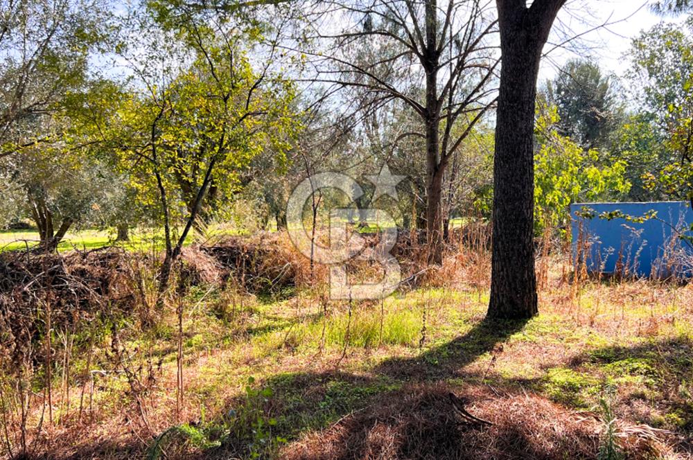 İZMİR BERGAMA'DA İÇERİSİNDE EVİ OLAN ZEYTİNLİK