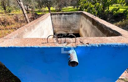 İZMİR BERGAMA'DA İÇERİSİNDE EVİ OLAN ZEYTİNLİK