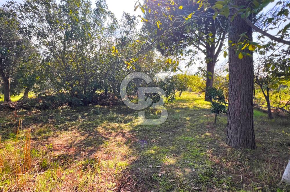 İZMİR BERGAMA'DA İÇERİSİNDE EVİ OLAN ZEYTİNLİK