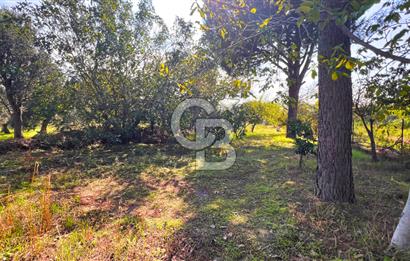 İZMİR BERGAMA'DA İÇERİSİNDE EVİ OLAN ZEYTİNLİK