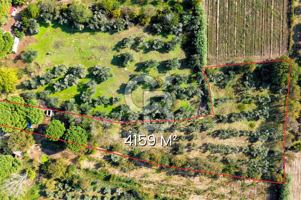 İZMİR BERGAMA'DA İÇERİSİNDE EVİ OLAN ZEYTİNLİK