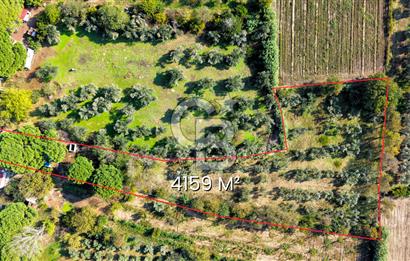 İZMİR BERGAMA'DA İÇERİSİNDE EVİ OLAN ZEYTİNLİK