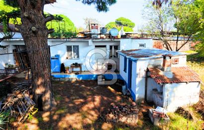 İZMİR BERGAMA'DA İÇERİSİNDE EVİ OLAN ZEYTİNLİK