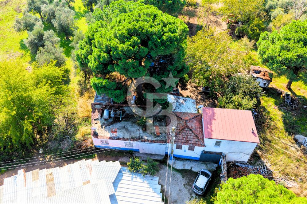 İZMİR BERGAMA'DA İÇERİSİNDE EVİ OLAN ZEYTİNLİK