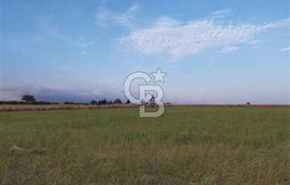 BALIKESİR BANDIRMA ÖMERLİ MH. SATILIK TARLA CB.TOWER