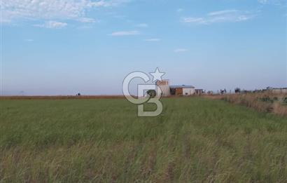 BALIKESİR BANDIRMA ÖMERLİ MH. SATILIK TARLA CB.TOWER