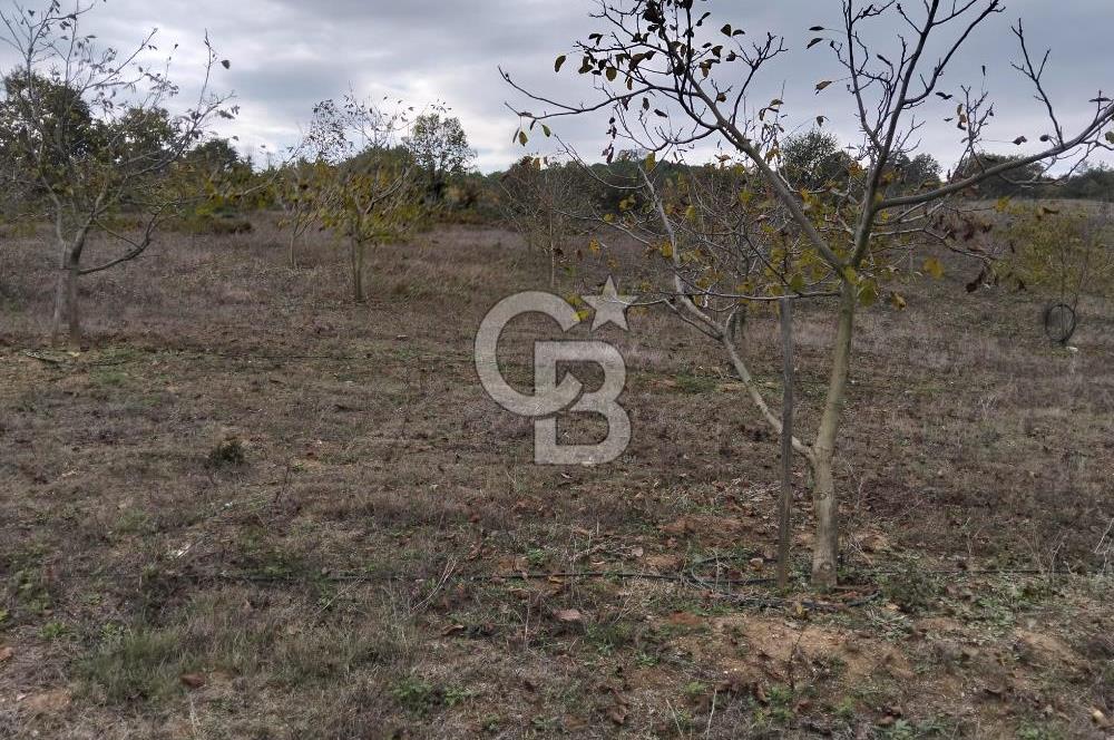 BİGA HARMANLIK'TA YATIRIMA HAZIR,27 DÖNÜM SATILIK CEVİZ BAHÇESİ!
