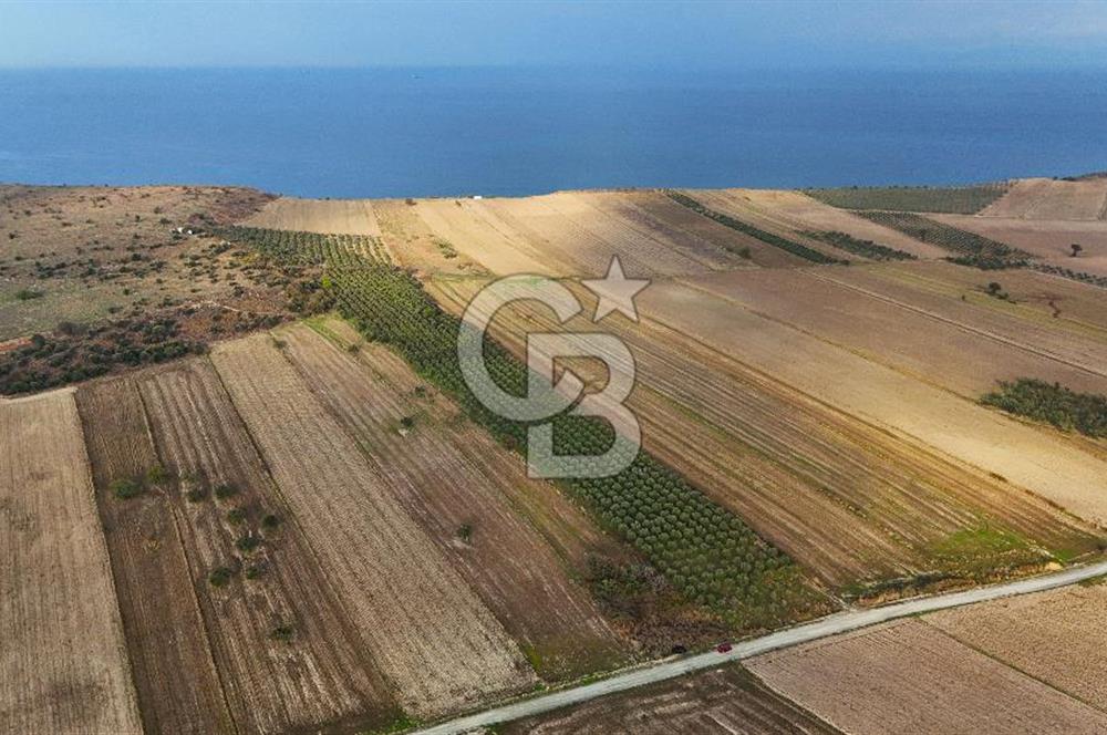 Çanakkale Kumkale de 13.150 m² Tarla Vasıflı Satılık Zeytinlik